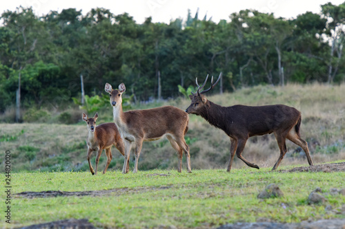 cerf    l   le maurice