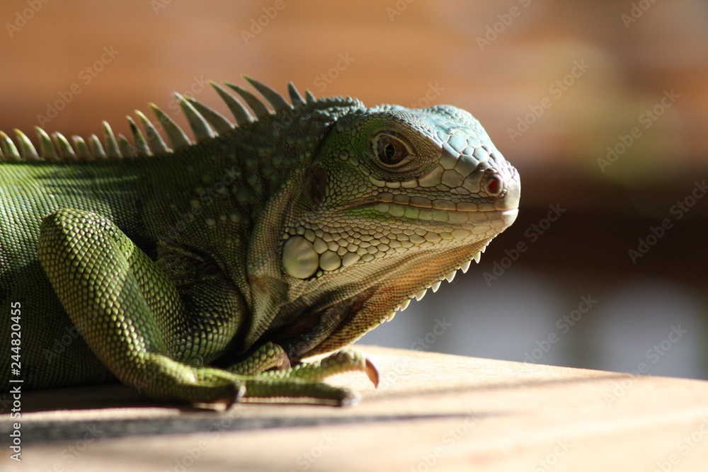 Fototapeta premium iguana verde lagarto lizard green 