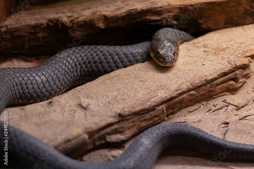 Uraeus Haje is a species of venomous snake in the family Elapidae.  photo