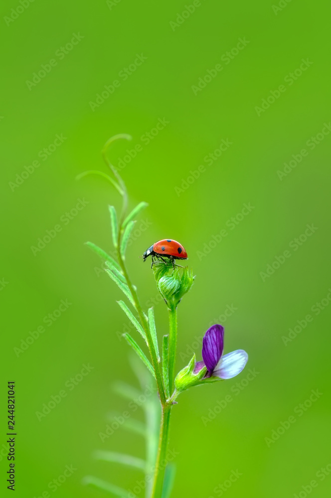 Beautiful ladybug on leaf defocused background Beautiful ladybug on leaf defocused background