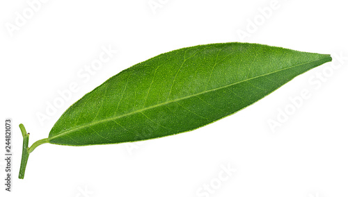 Peach leaf isolated on white background