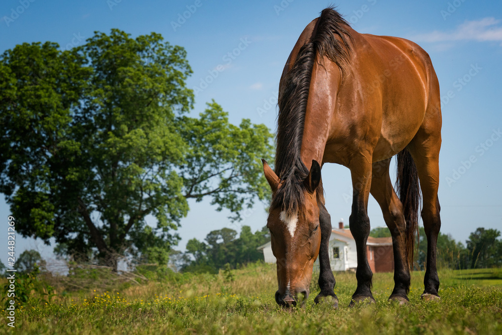 grazing horse