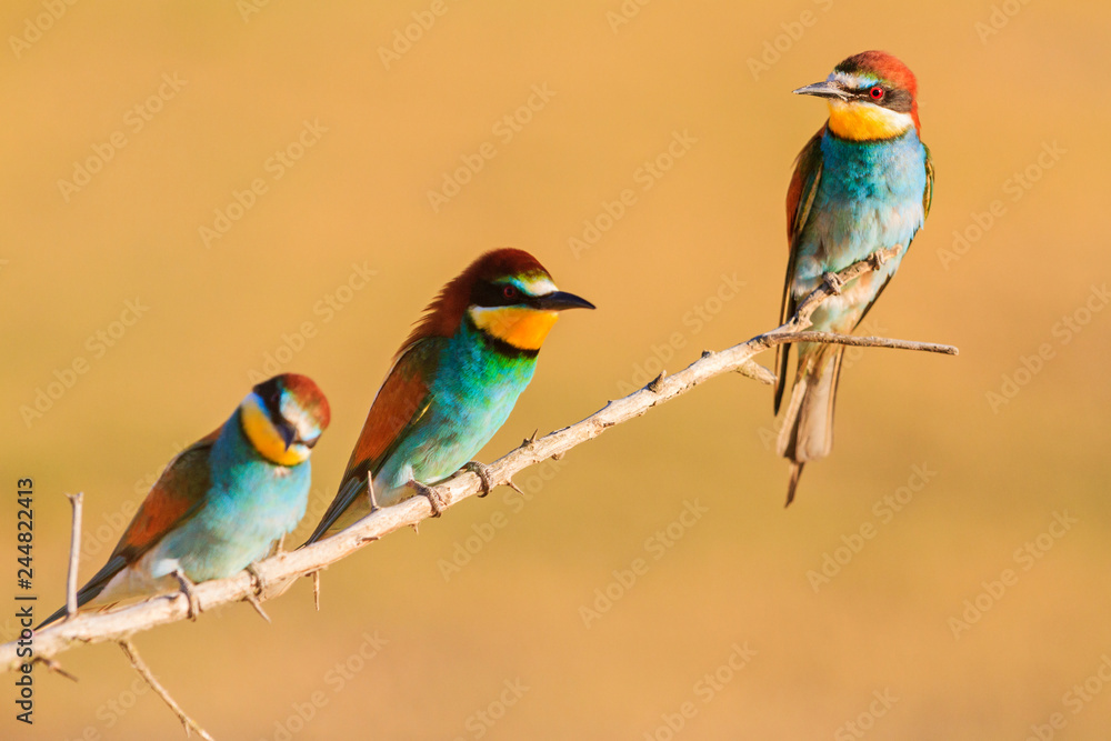 beautiful colored spring birds sit on a branch