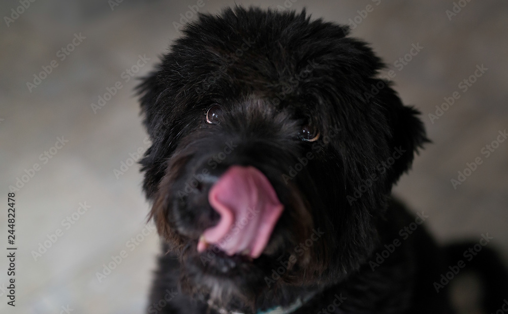Black dog licking his nose looking up at the camera