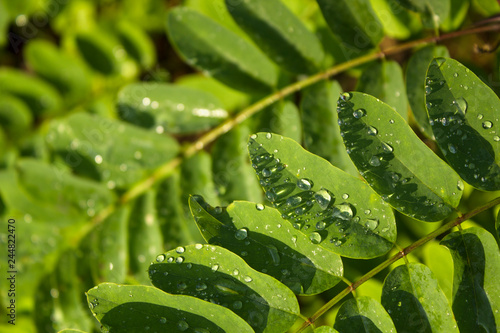 Fresh moringa cassia tree leaves with rain drops photo