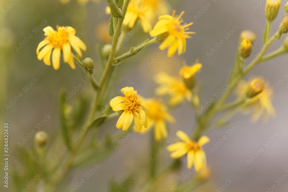 Creeping groundsel (Senecio angulatus) Creeping groundsel (Senecio angulatus)