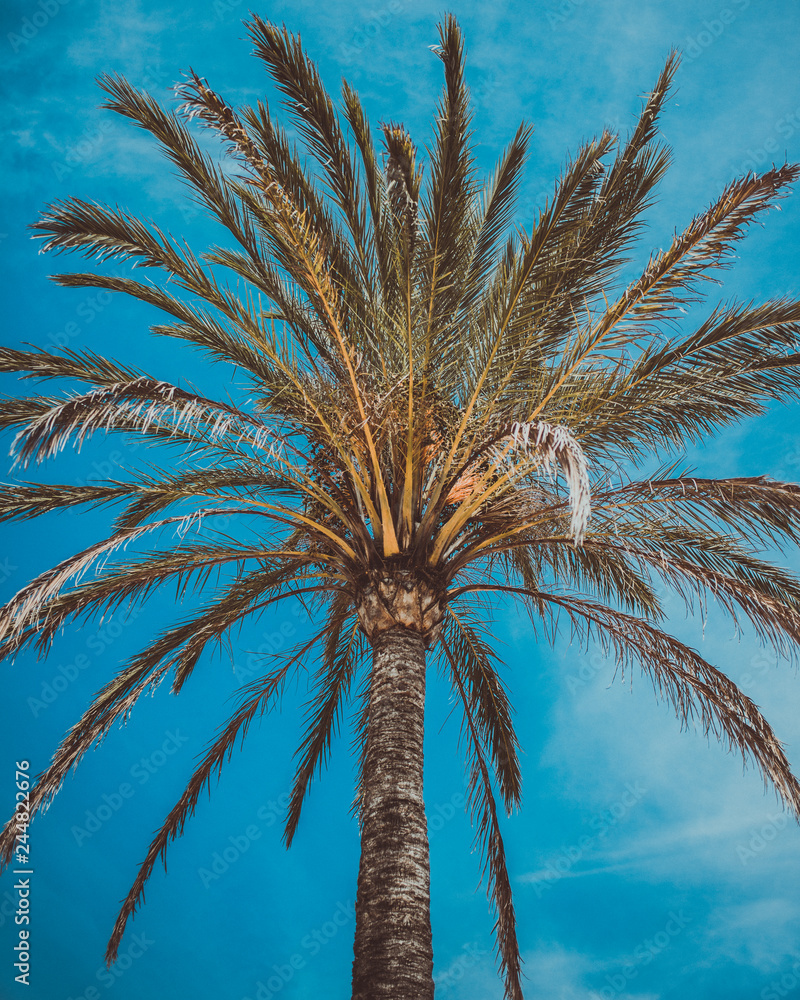Mallorca Palme