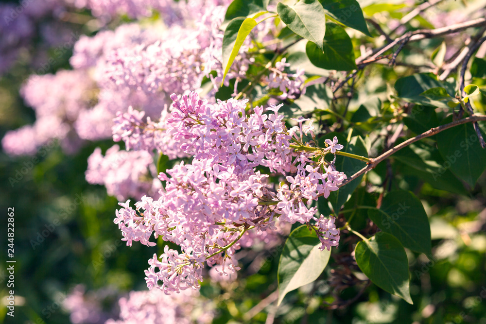 Sweet blossoming purple and violet lilac flowers. Green branch with spring lilac flowers on the green background. Blooming violet lilac bush at spring time with sunlight.