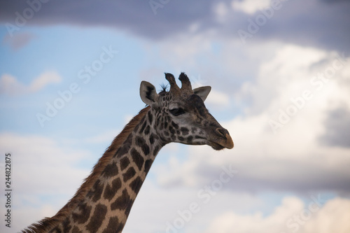 Fototapeta Naklejka Na Ścianę i Meble -  Giraffe in the sky (Masai Mara)