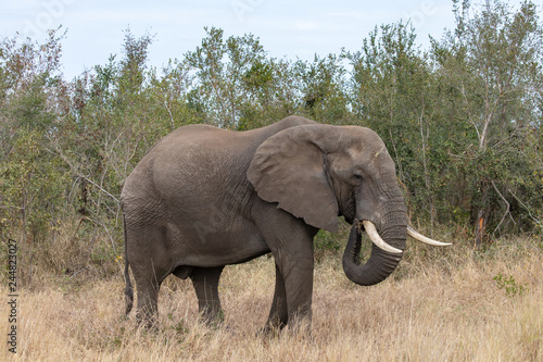 Elefant 54