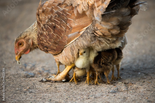 Chicken mother protecting her chicks from danger Bare-faced go-away-bird on a branch (Wagve, Kenya)