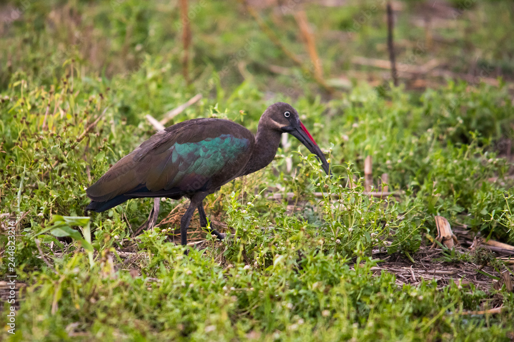 Hadada ibis patrolling a field (Lake Victoria) Hadada ibis patrolling a field (Lake Victoria)