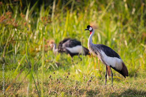 Crowned crane by Lake Victoria