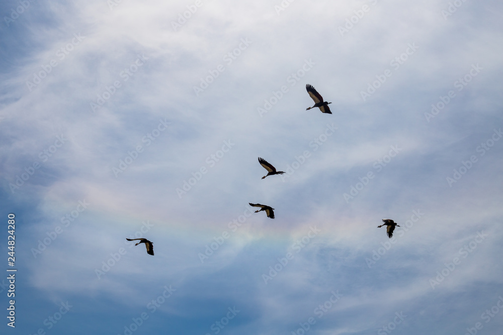 Crowned cranes migrating in front of a full rainbow (Next to Lake Victoria)