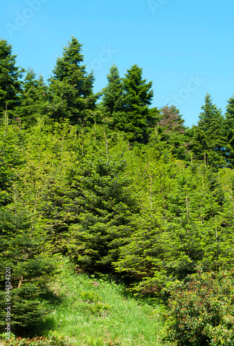 Pine forest in summer time