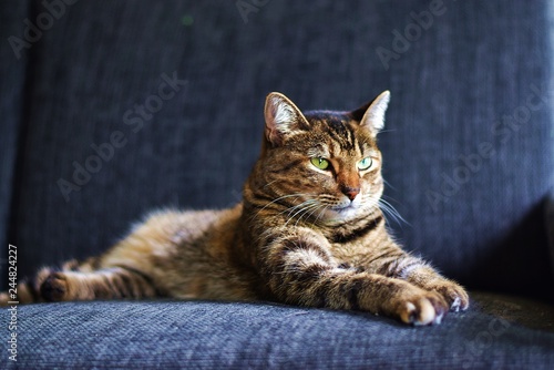 Cat sitting on the couch and looking to something © Clip Arts Fusion 