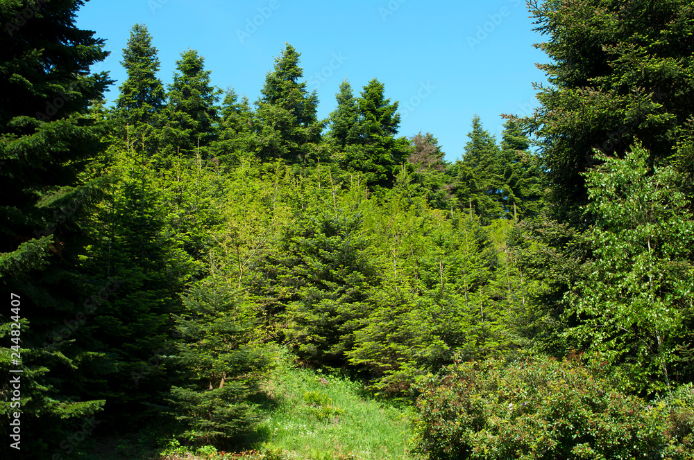 Pine forest in summer time
