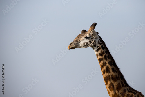 Giraffe with negative space (Masai Mara)