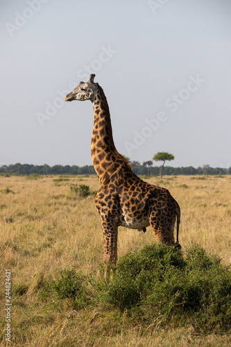 Giraffe bull with a bird hanging from his... (Masai Mara)