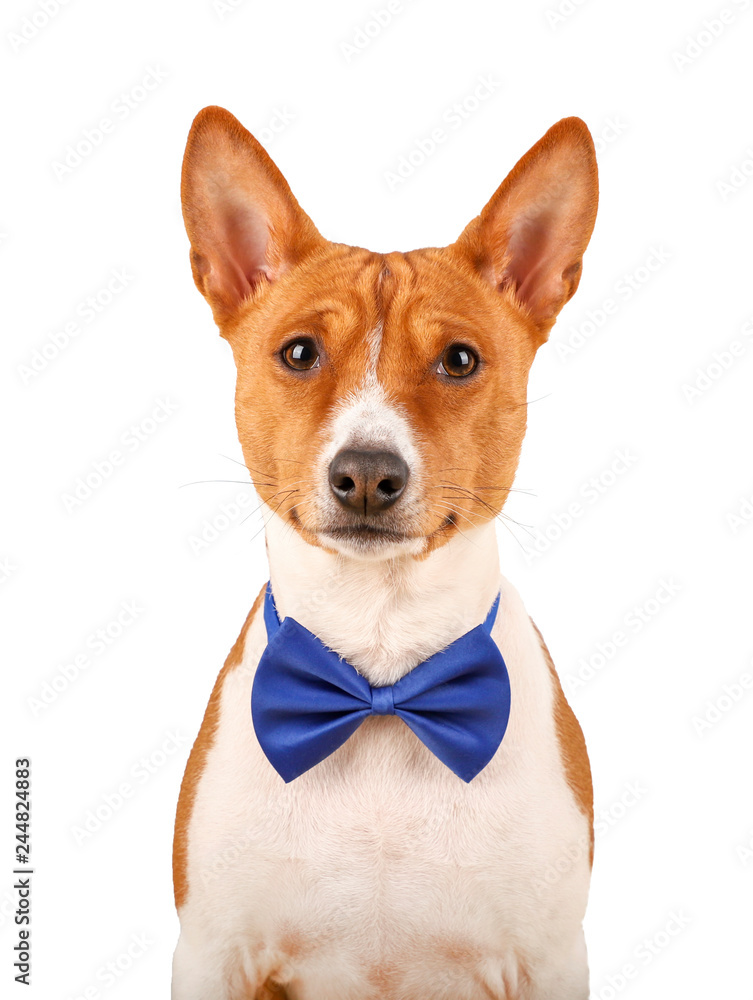 Basenji dog in a bow tie isolated on the white background.