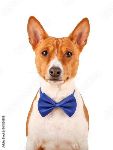 Fototapeta Naklejka Na Ścianę i Meble -  Basenji dog in a bow tie isolated on the white background.