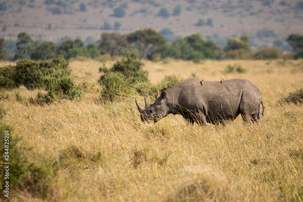 Naklejka premium A lone rhino (Masai Mara)
