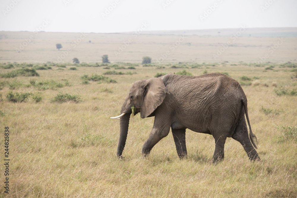 Elephant in the open (Masai Mara)