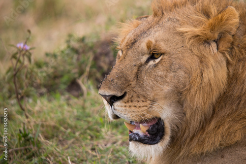 Experienced king  Masai Mara 