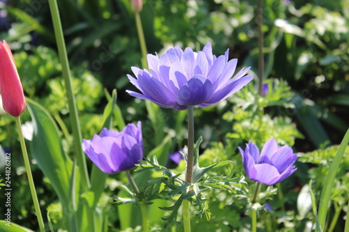 blue flowers in the garden