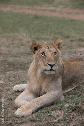 Surprised lion (Masai Mara)