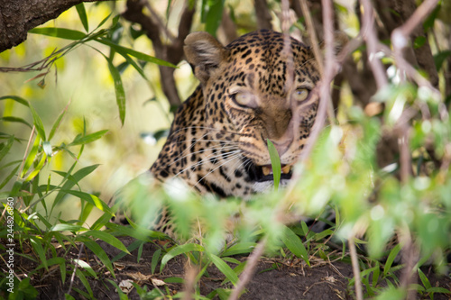 Leopard with anger issues at Masai Mara (a guy in our car stood up and was spotted)  (Masai Mara)