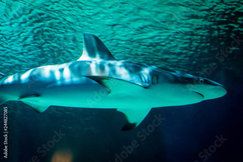 Shark Swimming Underwater 4