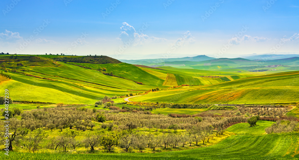 Apulia countryside view olive trees and rolling hills landscape. Poggiorsini, Italy