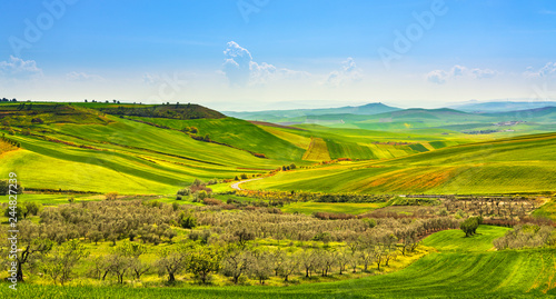 Apulia countryside view olive trees and rolling hills landscape. Poggiorsini, Italy