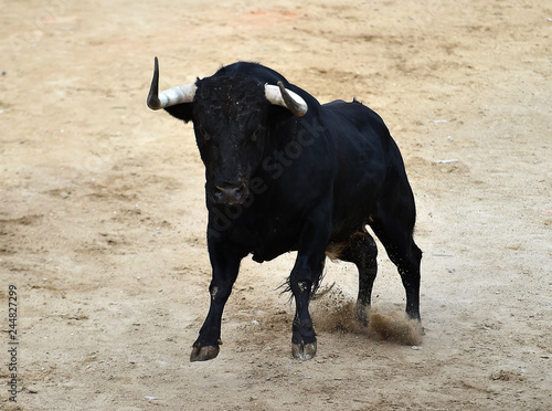 toro en españa corriendo en una plaza de toros con grandes cuernos