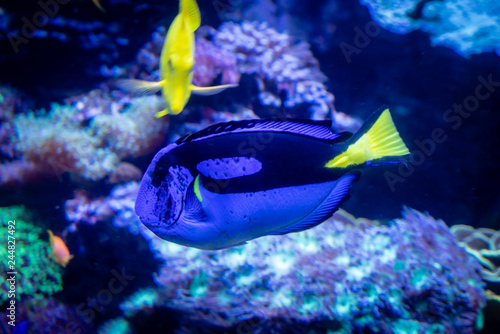 Obraz na płótnie Blue Tang