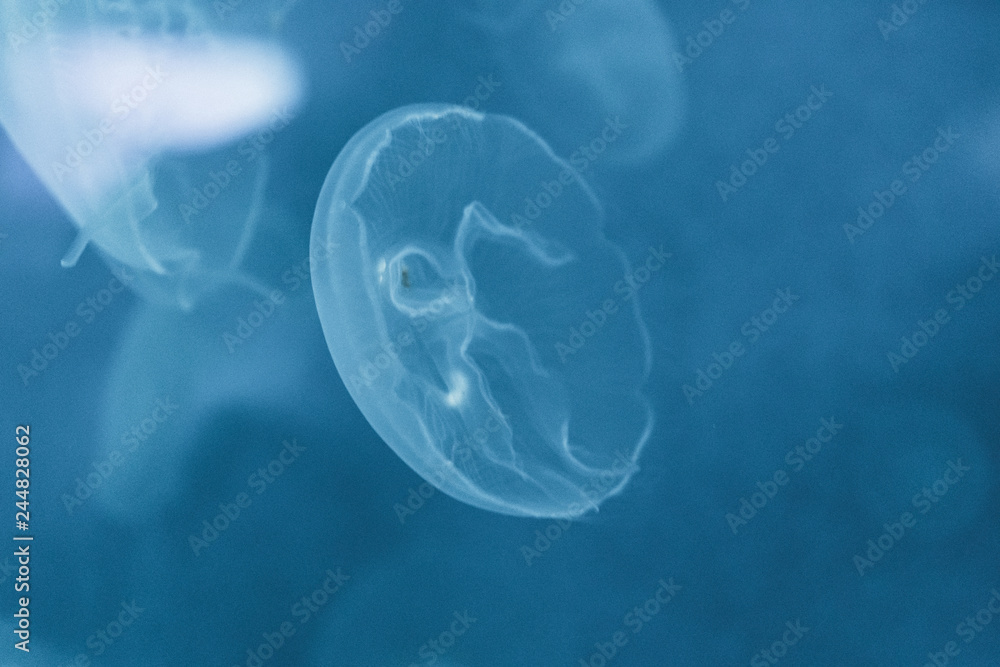 Moon Jellyfish Moon Jellyfish
