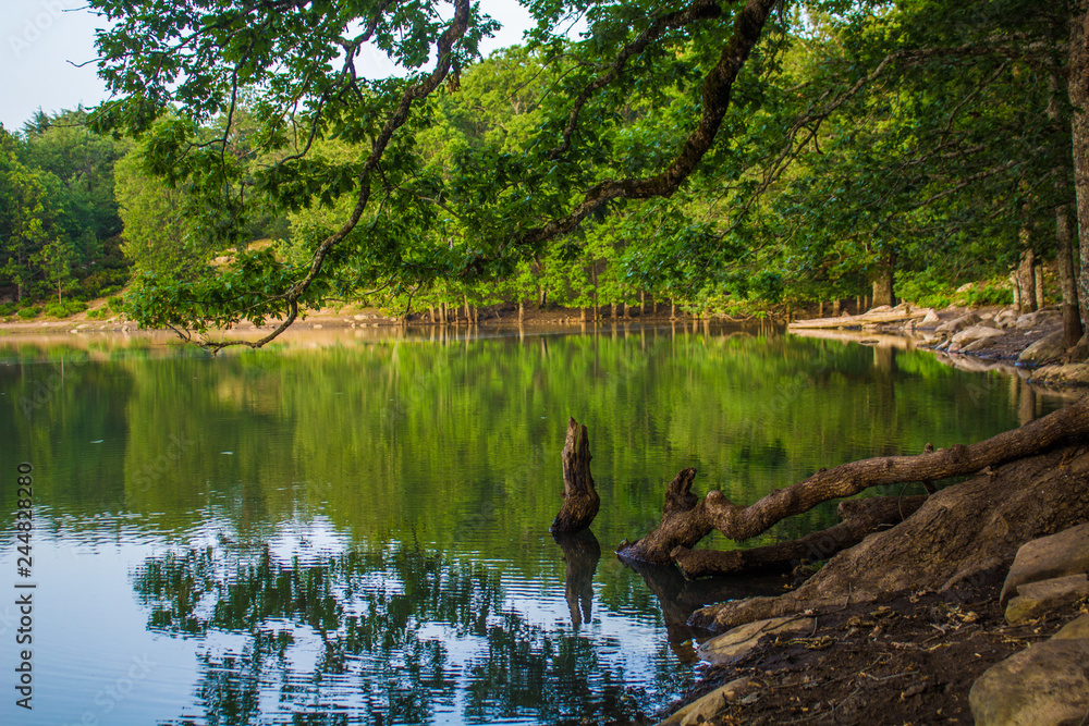 lake in forest