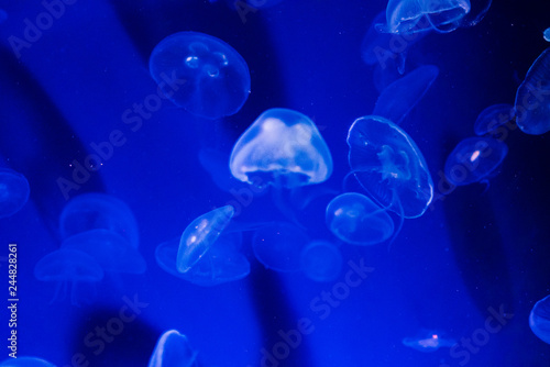 A Smack of Jellyfish 2 © Andrew