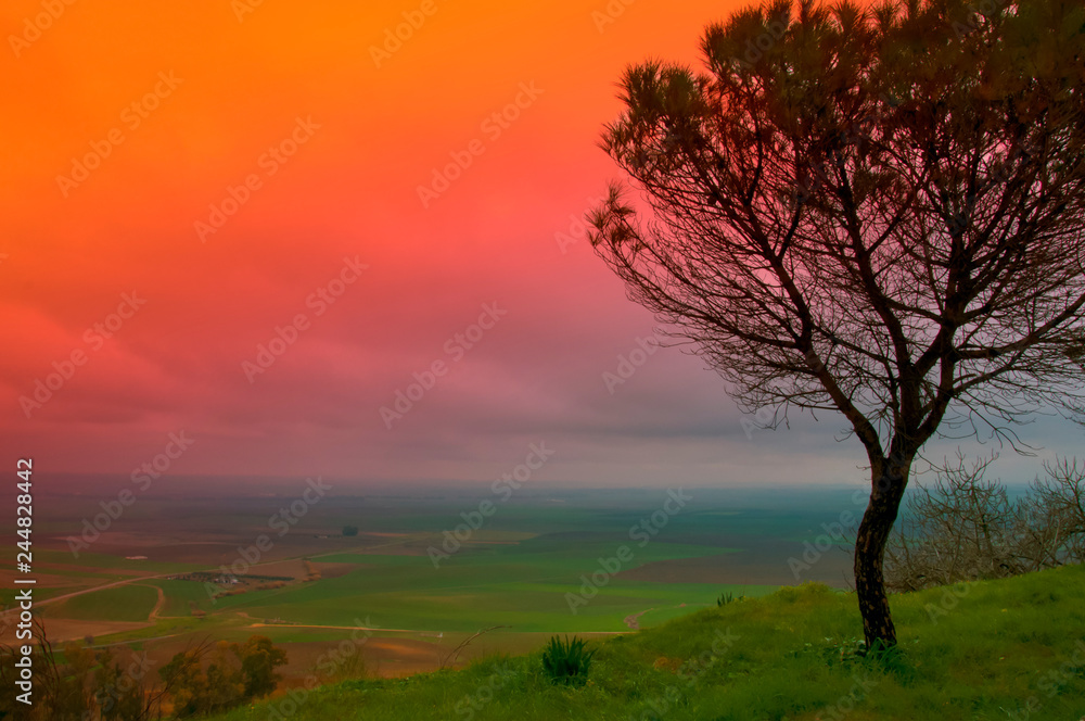 Valley view and elegant pine tree, colored sky