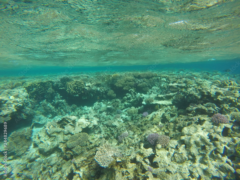 Underwater survey, Red Sea Egypt