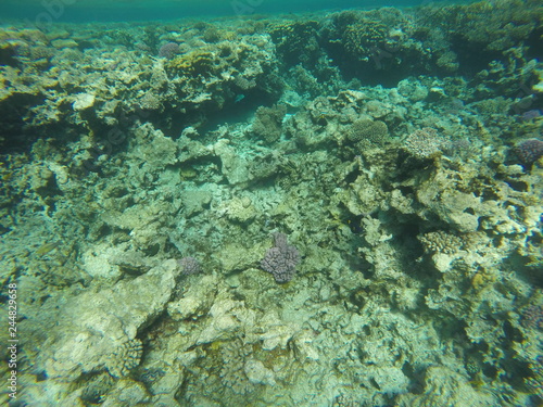 Underwater survey  Red Sea Egypt