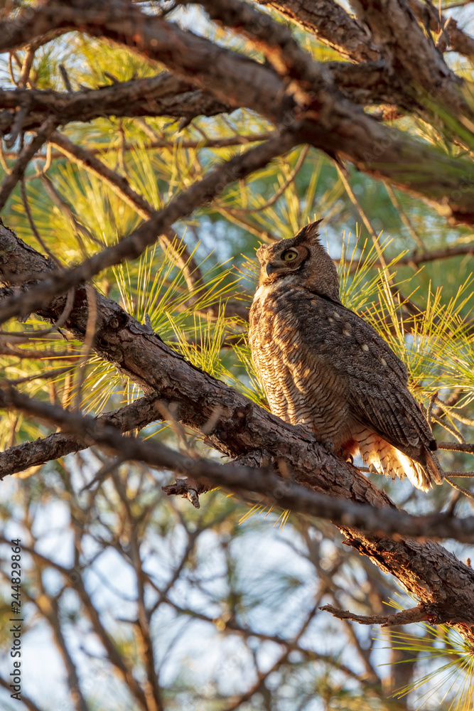 A single Great-horned Owl watches the sun set from its perch on a pine tree limb A single Great-horned Owl watches the sun set from its perch on a pine tree limb