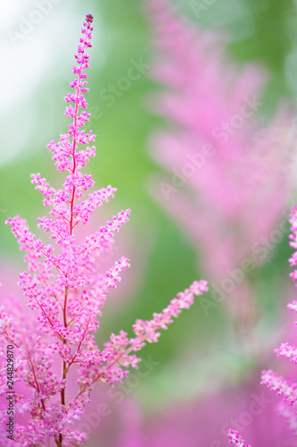 Astilbe flowers blooming in summer. Selective focus and shallow depth of field.