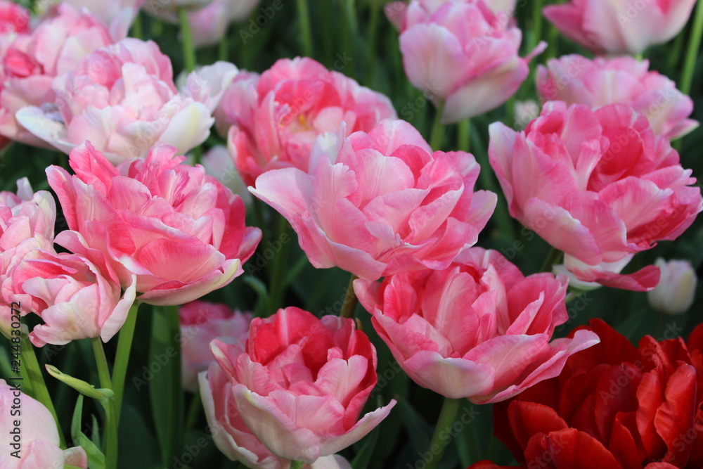 pink tulips in the garden pink tulips in the garden