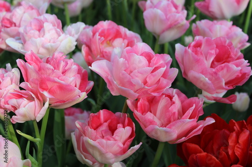 pink tulips in the garden © S.Pescador