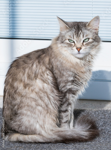 Fototapeta Naklejka Na Ścianę i Meble -  Grey siberian cat outdoor, long haired pet