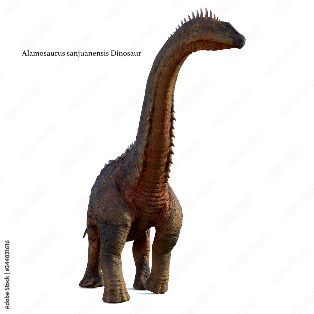 Obraz premium Alamosaurus Dinosaur on White with Font - Alamosaurus was a titanosaur sauropod herbivorous dinosaur that lived in North America during the Cretaceous Period.