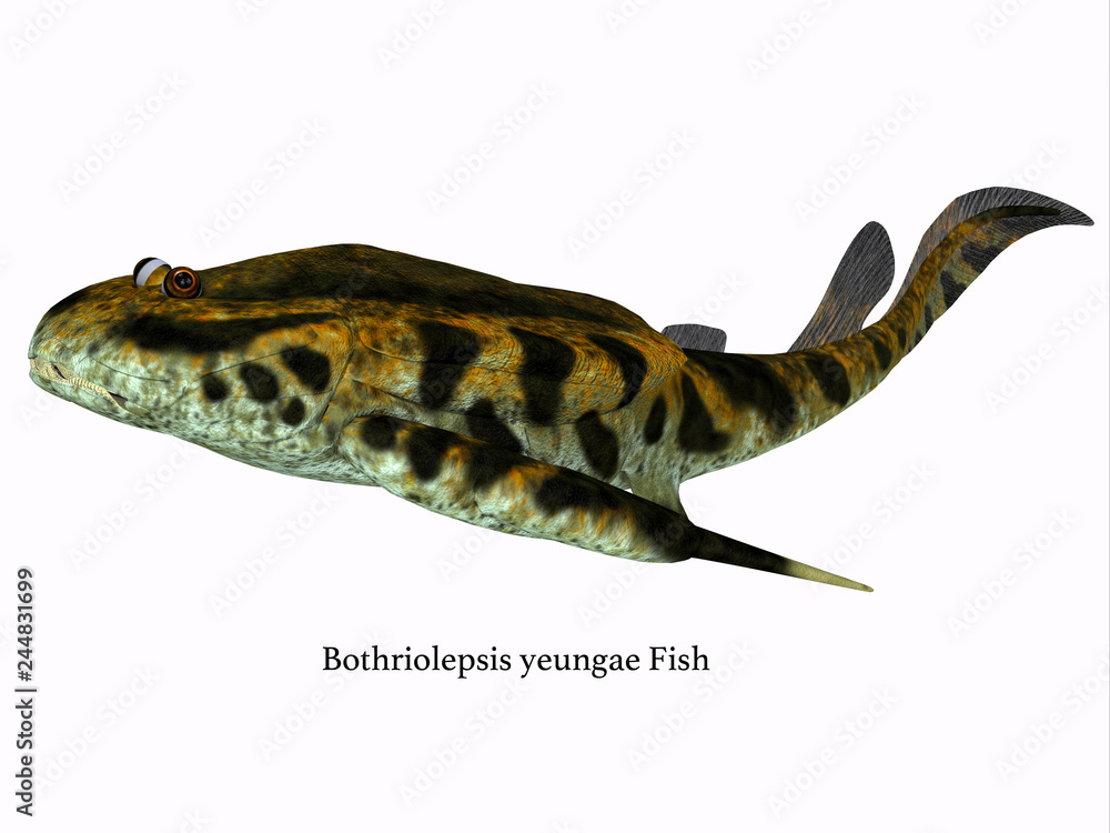 Bothriolepis Fish Side Profile with Font Bothriolepis was an aquatic