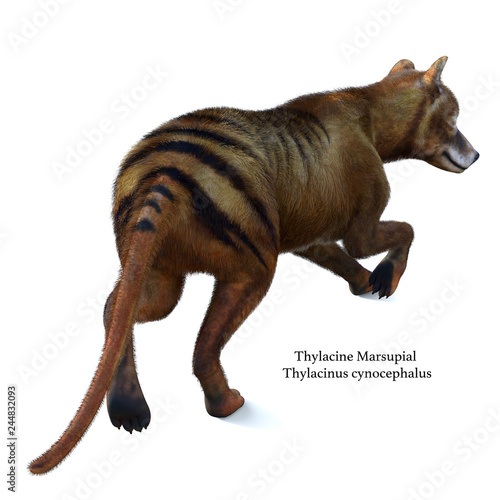 Thylacine Marsupial Tail with Font - The Thylacine marsupial was an extinct predator from the Holocene Period of Australia, Tasmania, and New Guinea.